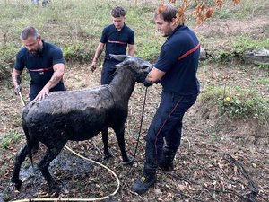L'âne était profondément coincé dans la vase d'une mare asséchée, les pompiers ont dû creuser