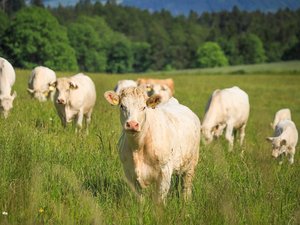 Un premier foyer de dermatose nodulaire sur des bovins dans l'Ain : en France, 74 foyers de cette maladie virale et contagieuse ont été détectés dans 39 élevages depuis la mi-août