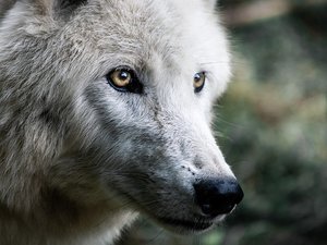 Un loup a été abattu en Aveyron après trois attaques menées sur des troupeaux de brebis en peu de jours