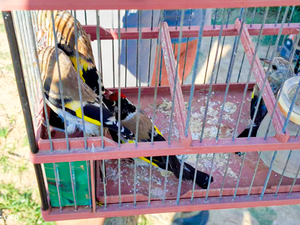 Ils revendaient illégalement chardonnerets, verdiers ou serins : des trafiquants interpellés en Occitanie, les policiers rouvrent la cage aux oiseaux