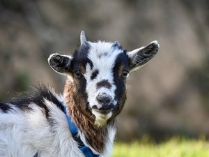 Un incendie dans une exploitation tue près de 140 chèvres et boucs : le pyromane voulait se venger du nouveau compagnon de son ex