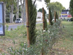 Ils venaient juste d'être plantés sur l'avenue, dix arbres fuguent dans la nuit dans cette commune d'Occitanie