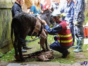 L'opération évasion de quatre ânes tourne à l'opération sauvetage dans une fausse à vidange