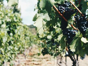Les deux frères viticulteurs ont-ils maquillé la grave blessure qu'ils ont infligée à un ouvrier agricole en accident de trottinette ?