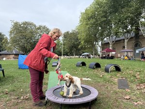 VIDÉO. Le Toutou's day met les chiens à l'honneur au Haras
