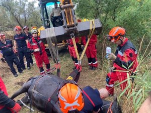 La jument tombe dans un fossé et y passe la nuit, il a fallu un tractopelle pour la tirer de là