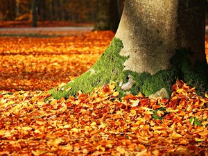 Changement de saison : qui dit arrivée de l'automne dit équinoxe, mais de quoi s'agit-il exactement ?