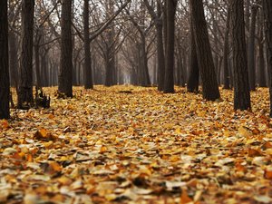 Le saviez-vous ? L'automne est déjà tombé un 24 septembre... et la prochaine fois sera dans (très) longtemps !