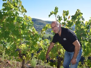 Vendanges dans le vignoble aveyronnais : 