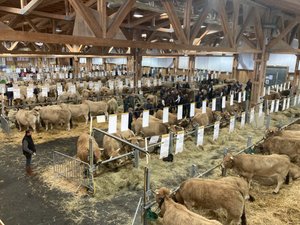 Dermatose nodulaire contagieuse : l'annulation en Auvergne du concours de Cournon, inquiète aussi les éleveurs de l'Aveyron
