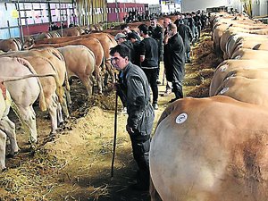 Festiboeuf : la 20e édition se poursuit jusqu'à dimanche à Naucelle