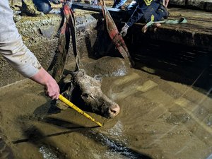 Un spectaculaire sauvetage de plusieurs heures pour extraire cinq vaches prises au piège dans une fosse à lisier