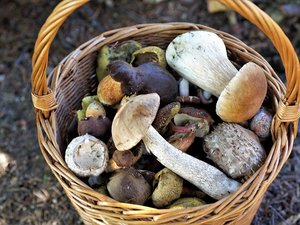 Peut-on faire confiance aux applications mobiles pour savoir si les champignons de sa cueillette sont comestibles ?