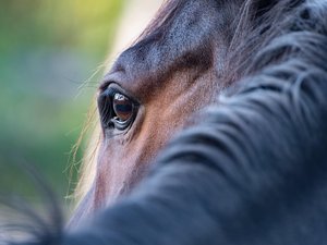 Maltraitance animale : un cheval de 2 ans, découvert les quatre pattes attachées et en hypothermie, sauvé d'une mort certaine par un promeneur et les pompiers