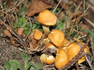 Disparition inquiétante : parti cueillir des champignons, il n'a jamais regagné sa voiture, un homme âgé de 75 ans reste introuvable après trois jours de recherches