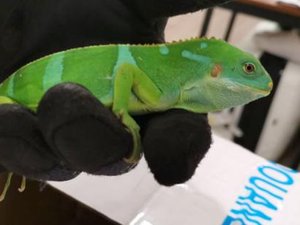 Le voyageur cachait 21 lézards dans ses chaussettes et ses valises : le receleur de reptiles protégés se fait griller en gare par la douane
