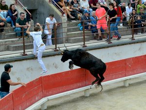 Face à la dermatose nodulaire qui est arrivée en Occitanie, les bovins ne voyagent plus et la tauromachie plie boutique