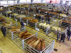 "C'est un coup dur..." Durcissement des règles concernant la dermatose nodulaire contagieuse : en Aveyron, les marchés aux bestiaux paralysés