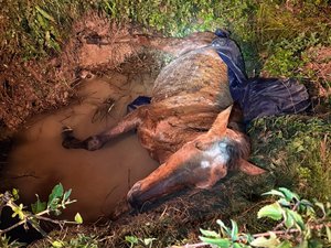 L'animal était en mauvaise posture : tombé dans un fossé, un cheval fait l'objet d'une importante opération de sauvetage