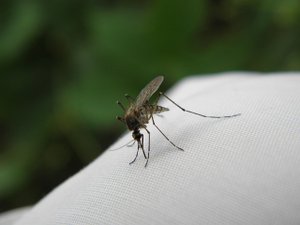 Insolite : des moustiques découverts dans ce pays d'Europe, l'un des rares endroits sur terre où ces insectes agaçants n'étaient pas encore installés