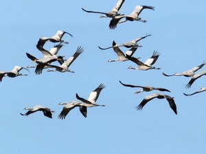 Des centaines de grues cendrées en meurent : la France en risque élevé pour une grippe aviaire hautement pathogène