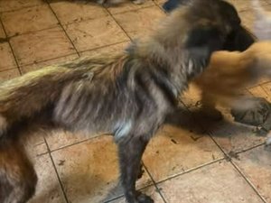 Chiens, chats, oiseaux, chèvres... Une centaine d'animaux vivaient au milieu de leurs excréments et de cadavres dans la maison d'une femme âgée