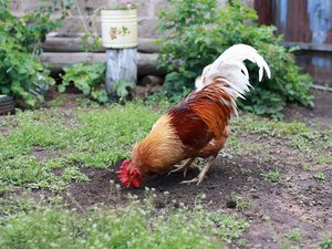 "On est à la campagne" : excédés par les chants d'un coq, les voisins veulent lui clouer le bec et rêvent de l'empailler