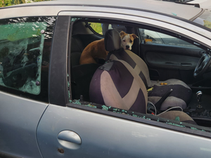 Enfermée dans une voiture depuis au moins une semaine, une chienne retrouvée "dans des conditions déplorables" par les policiers municipaux