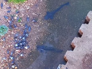 "Les dents du Tarn" : une vidéo des silures qui chassent les pigeons au bord de l'eau amuse comme inquiète les promeneurs