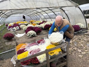 VIDÉO. "On part de rien et on arrive à de belles fleurs fleuries" : Joël Vaysse cultive le chrysanthème avec passion