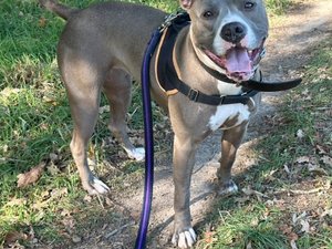 "Elle s'éteint, elle ne comprend pas" : abandonnée à trois reprises en sept mois, la chienne Zodia, 3 ans, recherche une nouvelle famille