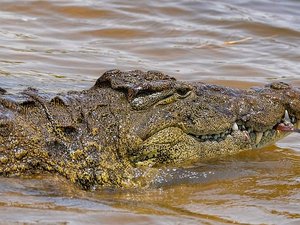 Ouragan Melissa : la Jamaïque est complètement inondée, les autorités alertent sur la présence de crocodiles près des habitations
