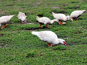 "Tant que ça n'évolue pas plus, il n'y a pas de risques majeurs à ce jour" : l'Aveyron reste pour l'heure épargné par la grippe aviaire