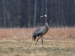 La surmortalité des grues cendrées due à une grippe aviaire hautement pathogène est arrivée en Occitanie