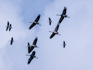 Grippe aviaire hautement pathogène : des grues cendrées contaminées découvertes en Corrèze et dans le Cantal, le virus aux portes de l'Aveyron