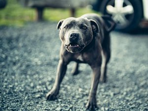 Sans muselière et sans laisse, un molosse attaque deux fois un enfant de 13 ans, son propriétaire le récupère et s'enfuit sans demander son reste