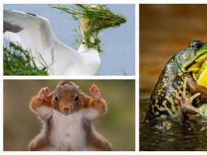 Insolite : découvrez les finalistes du concours Comedy Wildlife, qui récompense les photos d'animaux les plus drôles de l'année