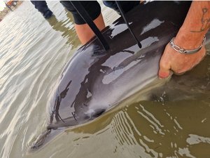 Le jeune dauphin épuisé se perd un peu près ce port d'Occitanie et s'échoue sur la plage, les pompiers le ramènent à sa famille