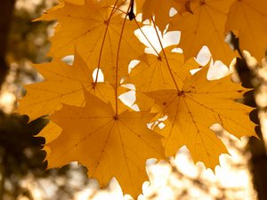 METEO. Cartes : l'Occitanie reprendra bien un peu de soleil d'automne, ce lundi 3 novembre