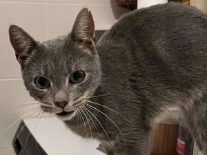 Un chat retrouvé dix mois plus tard à plus de 40 km de la gare où il aurait pris le train