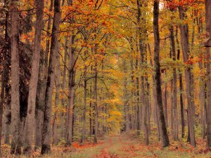 "Inqualifiable et honteux" : la SPA de ce département s'indigne après la découverte d'un chien mort dans un sac poubelle abandonné en forêt