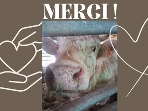 Le taureau Saturnin s'enfuit juste avant l'abattoir, le boucher décide de le gracier : une association se démène pour lui offrir une meilleure vie