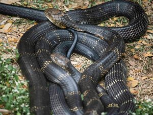Son chien flaire et se retrouve face à un cobra en plein centre-ville