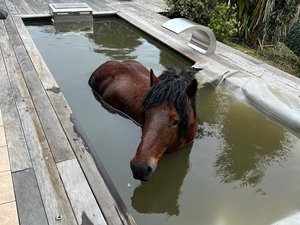 L'une des interventions les plus insolites de l'année : un baigneur inhabituel s'invite dans une piscine, les pompiers lui viennent en aide