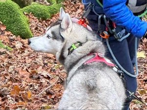 Le chien disparaît en montagne en poursuivant un animal : des randonneurs entendent ses hurlements deux jours plus tard