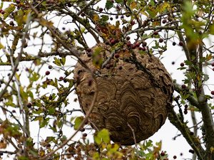 Un homme gravement piqué par des frelons asiatiques en taillant sa haie : les bons gestes pour se protéger et que faire si vous tombez sur un nid