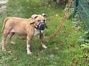 "Honte à cet humain sans coeur" : la SPA ne peut pas accueillir son chien, le maître attache l'animal au portail du refuge et s'en va