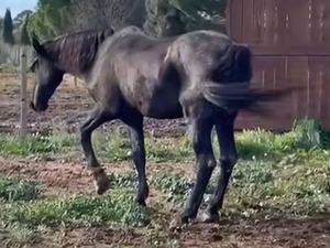 VIDÉO. Laissé sur trois pattes et en danger de mort dans une pension par une propriétaire qui ne voulait pas payer pour le sauver, mobilisation pour sauver Boléro