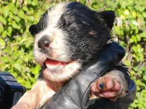 Il prend une bassine pleine d'eau puis noie un chiot, une voisine appelle les gendarmes qui sauvent toute la portée