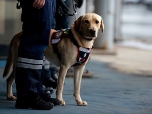 Le chauffeur assure qu'il ne transporte que des meubles : le chien des douanes découvre des distributeurs de boissons un peu spéciaux...